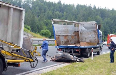 Životinja (uočena je koza) na autocesti A1 između 227+100 km i 230+000 km. Molimo korisnike za dodatan oprez. Životinja (uočena je koza) na autocesti a1 između 227+100 km i 230+000 km. molimo korisnike za dodatan oprez. 