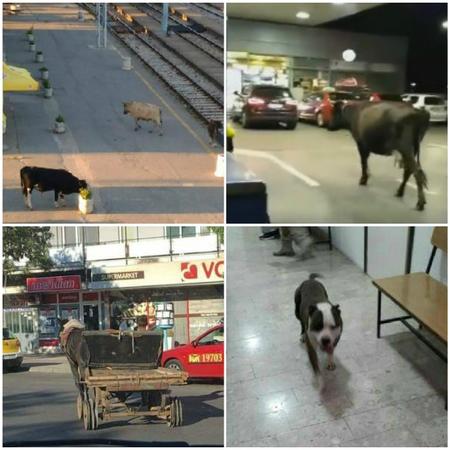 Životinja (uočen je pas) na autocesti A1 između odmorišta DOBRA i čvora OGULIN. Molimo korisnike za dodatan oprez Životinja (uočen je pas) na autocesti a1 između odmorišta dobra i čvora ogulin. molimo korisnike za dodatan oprez